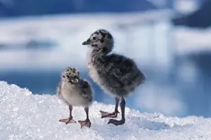 Fledgling Prints: muw gull chicks, Larus canus, on an iceberg at Bear Glacier, Kenai Fjords National Park