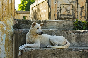 Images Dated 23rd November 2014: Myanmar. Mandalay. Mingun. Local dog rests in the shade