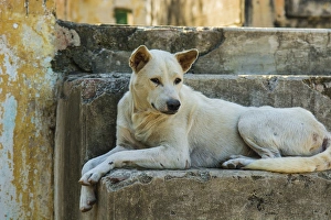 Shade Prints: Myanmar. Mandalay. Mingun. Local dog rests in the shade