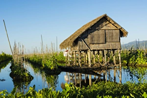 Myanmar. Shan State. Inle Lake. Floating farm