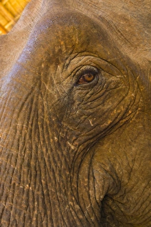 Myanmar. Shan State. Near Kalaw. Green Hill Valley Elephant Camp. Old logging elephant
