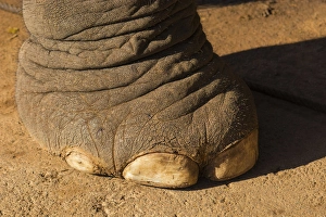 Myanmar. Shan State. Near Kalaw. Green Hill Valley Elephant Camp