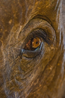 Myanmar. Shan State. Near Kalaw. Green Hill Valley Elephant Camp