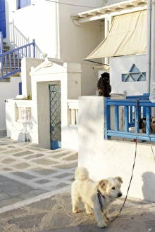 Images Dated 20th May 2011: Mykonos, Greece. Street scene