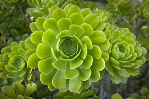 Greece Collection: Mykonos, Greece, succulent plant