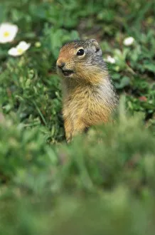 Images Dated 10th October 2007: N. A. Canada, Alberta, Banff NP, Columbian Ground Squirrel (Spermophilus columbianus)