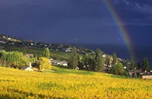 N. A. Canada, British Columbia, Okanagan Valley, Rainbow over Vineyard