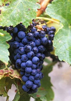 N. A. Canada, British Columbia, Okanagan Valley, Merlot Grapes