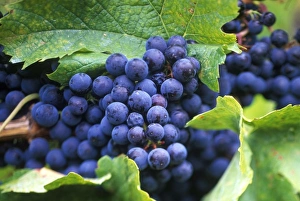 N. A. Canada, British Columbia, Okanagan Valley, Merlot Grapes