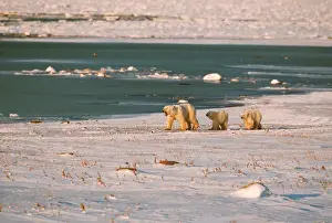 Churchill Prints: N. A, Canada, Manitoba, Chruchill Polar bear mother with cubs