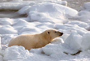 Churchill Prints: N. A, Canada, Manitoba, Churchill Polar Bear