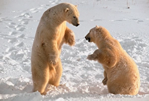Communicating Prints: N. A, Canada, Manitoba, Churchill Polar Bears