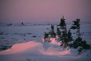 Winter Wonderland Prints: N. A. Canada, Manitoba, Churchill Sunrise in Churchill