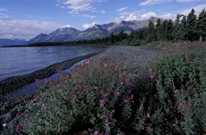Images Dated 11th March 2004: N. A. Canada, Yukon, Kluane Nat l Park Dwarf fireweed along Kluane Lake