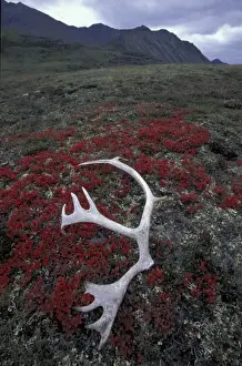 Bone Prints: N. A. USA, Alaska, A. N. W. R. Caribou antler lies amid alpine bearberry in the Northern