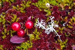 N. A. USA, Alaska. Alaska tundra