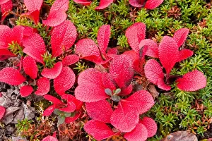 Bearberry Prints: N. A. USA, Alaska. Alaska tundra in Denali National Park