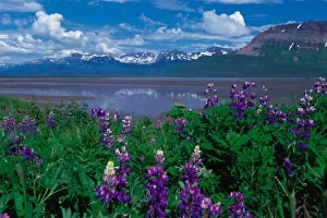 Lupin Prints: N. A. USA, Alaska Arctic Lupin - Lupinus arcticus