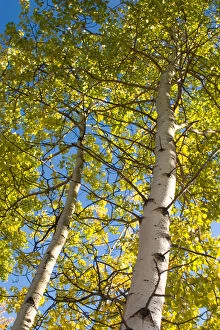 Images Dated 8th September 2004: N. A. USA, Alaska. Aspen trees in autumn