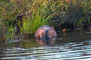 Images Dated 2nd February 2006: N. A. USA, Alaska. Beaver in pond in Denali National Park