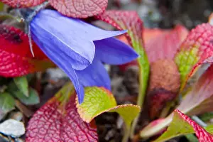 Images Dated 4th September 2004: N. A. USA, Alaska. Bluebell in the tundra in Denali National Park