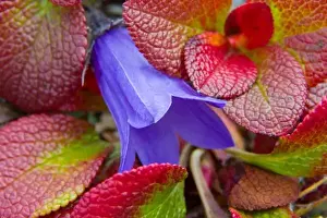 Blue Bell Prints: N. A. USA, Alaska. Bluebell in the tundra in Denali National Park
