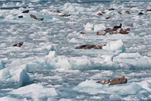 Images Dated 13th December 2005: N. A. USA, Alaska, Chenega Glacier, Chugach National Forest Harbor Seals