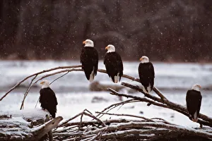 Dee Ann Pederson Prints: N. A. USA, Alaska Chilkat Bald Eagle Preserve, Bald Eagles