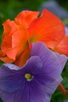 N. A. USA, Alaska. Colorful pansies in a garden