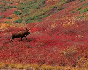 Antlers Prints: N. A. USA, Alaska, Denali Nat l Park Bull Moose - Alces alces