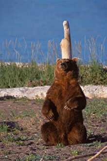 Images Dated 13th December 2005: N. A. USA, Alaska, Hallo Bay Brown Bear - Ursus arctos Back scratching