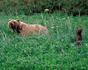 Parent Prints: N. A. USA, Alaska, Hallo Bay Brown Bear - Ursus arctos