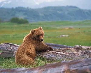 Images Dated 13th December 2005: N. A. USA, Alaska, Hallo Bay Brown Bear - Ursus arctos