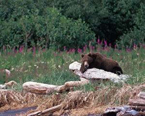 Images Dated 13th December 2005: N. A, USA, Alaska, Hallow Bay Brown Bear - Ursus arctos