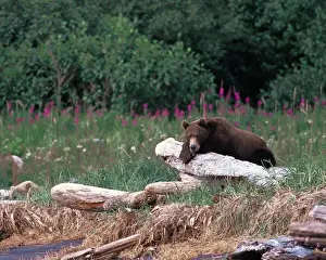 Relaxation Prints: N. A, USA, Alaska, Hallow Bay Brown Bear - Ursus arctos