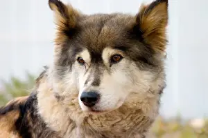 Images Dated 4th September 2004: N. A. USA, Alaska. Husky sled dogs at Kantishna Roadhouse in Denali National Park