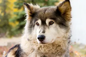 N. A. USA, Alaska. Husky sled dogs at Kantishna Roadhouse in Denali National Park