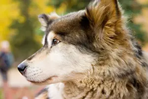 Images Dated 4th September 2004: N. A. USA, Alaska. Husky sled dogs at Kantishna Roadhouse in Denali National Park