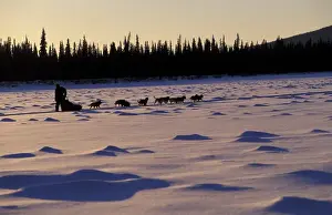 Sport Prints: N. A. USA, Alaska, Iditarod Trail Maria Hayashida races dog sled in the Iditarod
