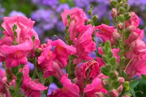 N. A. USA, Alaska. Snapdragons and ageretum in display garden
