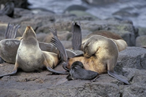 Images Dated 14th April 2004: N. A. USA, Alaska, St. Paul Island. Northern fur seals (Callorhinus ursinus)