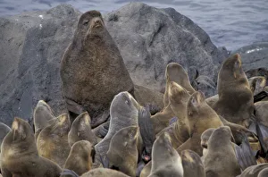 Sea Animal Prints: N. A. USA, Alaska, St. Paul Island. Northern fur seals (Callorhinus ursinus)