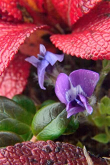 Images Dated 2nd February 2006: N. A. USA, Alaska. Violets in the Alaska tundra