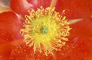 Pollen Prints: N. A. USA, Arizona, Casa Grande