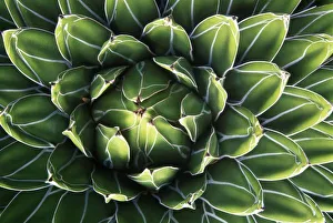 N. A. USA, Arizona, Tucson, Sonora Desert Museum, Queen Victorias Agave (Agave