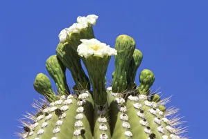 N. A. USA, Arizona, Tucson, Sonora Desert Museum, Saguaro Cactus Flower (Carnegiea