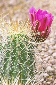 N. A. USA, AZ