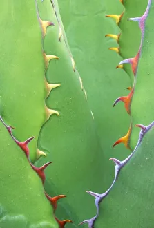 Agave Prints: N. A. USA, AZ, Phoenix, Desert Botanical Museum, Agave (Agave shawii)