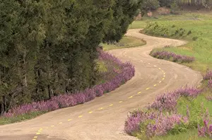 Winding Road Prints: N. A. USA, California Winding road lined with lupine flowers