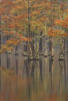 Images Dated 27th February 2008: N. A. USA, Georgia, George Smith State Park. Cypress trees, fall reflections